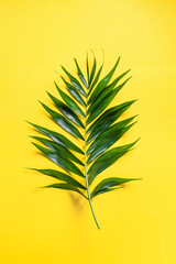 Palm Leaf on Yellow