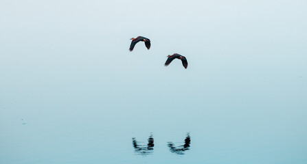Lesser whistling duck pair take off and flying close to the calm water surface of the Pusiyankulama...