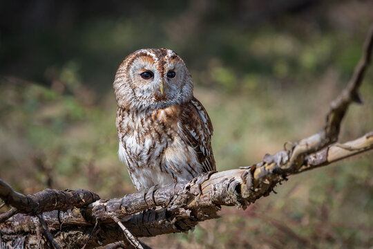 A close up full length portrait of a tawny owl, Strix aluco, facing forward and perched on top of an old branch