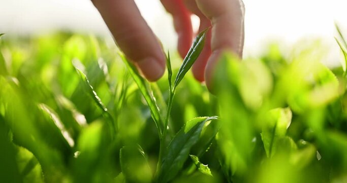 Farmer's hand picking tea leaf