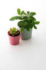 Fototapeta premium 観葉植物のスタジオ撮影