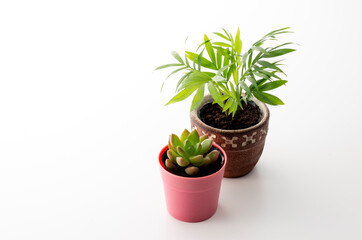 観葉植物のスタジオ撮影