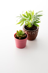 Obraz premium 観葉植物のスタジオ撮影