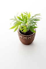 観葉植物のスタジオ撮影