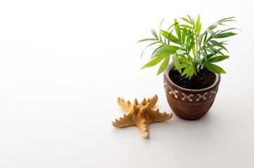 観葉植物と海星のスタジオ撮影