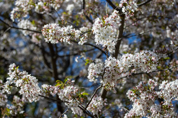 blooming tree