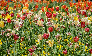 field of tulips