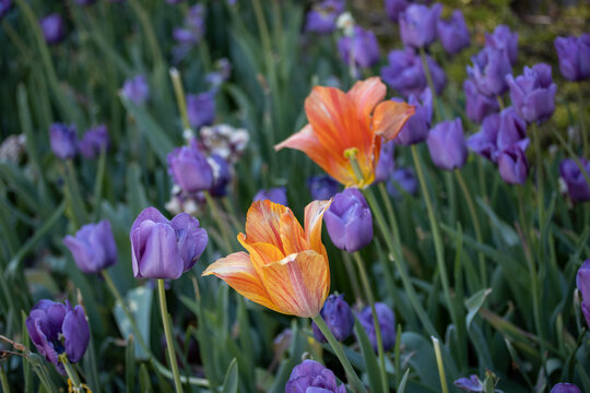 Purple Crocus Flowers