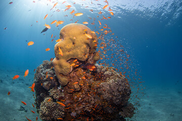 coral reef  in the Red Sea Eilat