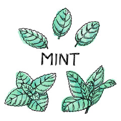 Hand drawn mint leaves isolated on white. Spicy herbs in engrave style with watercolor.