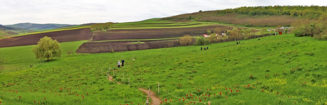 landscape in the natural reservation with flowers Paeonia tenuifolia from Zau de Campie - Romania