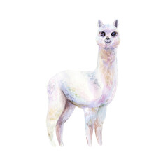 Watercolor hand painted alpaca. Cute illustration for design of children’s goods and decor: textile, wallpaper, posters, dishes, stationary, wrapping and so on. Isolated element on white.