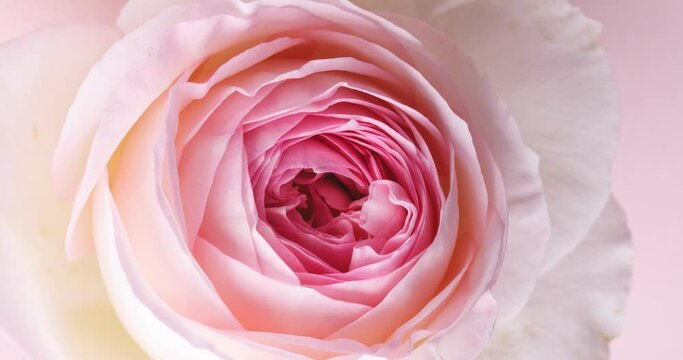 Timelapse of pink rose flower blossom