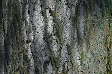Close-up background of a tree trunk, spring texture for drawing and design.