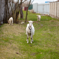 Obraz premium Portrait of a goat in the pasture.
