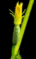 Close-up of a small cucumber with a flower.