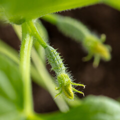 Close-up of a small cucumber with a flower.