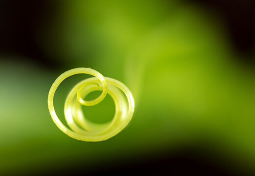 Cucumber Tendril On The Plant.