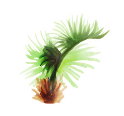 young tropical palm tree. Botanical watercolor jungle illustrations, floral elements. an exotic palm tree isolated on a white background. Beautiful illustration for textiles.