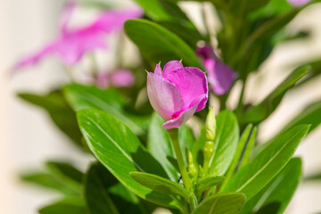 The Madagascar periwinkle or  Catharanthus