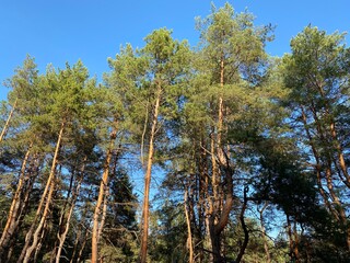 sunny day in a pine spruce coniferous forest