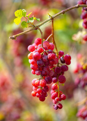 Red berries of grapes on a plant