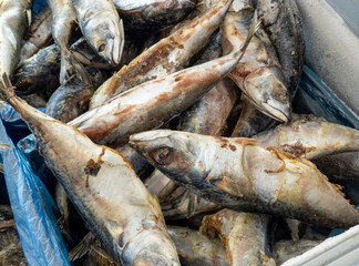 Frozen fish, mackerel sold by weight in a refrigerator container on a store counter.