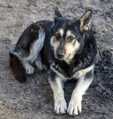 Portrait of a dog lying on the ground