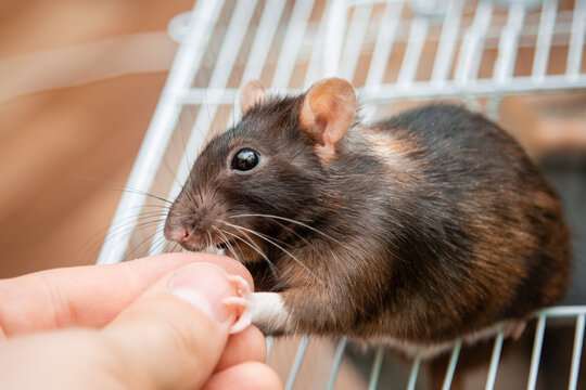 A human hand gives a seed to a black rat. A curious rodent climbed out of the cage in search of food.