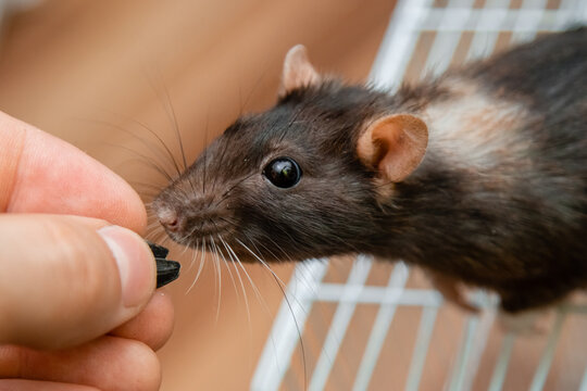 A human hand gives a seed to a black rat. A curious rodent climbed out of the cage in search of food.