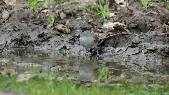 The Eurasian blackcap bird, Sylvia atricapilla, taking a bath