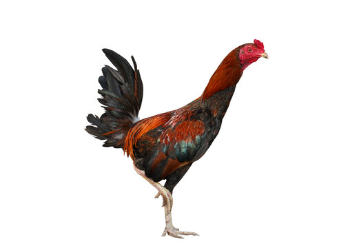 Cock fighting isolated on white background with clipping path