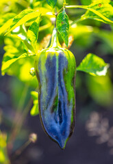 Paprika fruits on the plant.