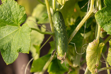 Cucumbers on a plant in the ground.