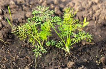 Small sprouts of dill in the ground