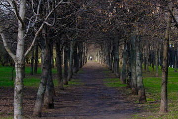 Fototapeta premium Park alley, rest in the park alleys.