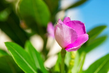 The Madagascar periwinkle or  Catharanthus