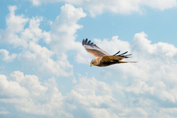 The Marsh Harrier flies against a beautiful, blue clouded sky, looking for prey
