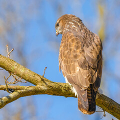 Buzzard in the forest. Sitting on a branch of a deciduous tree in winter. Wildlife Bird of Prey,. Detailed feathers in close up. Blue sky behind the trees. square photo