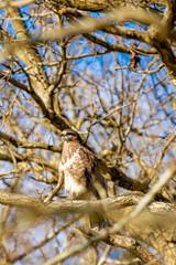 Buzzard in the forest. Sitting on a branch. Wildlife Bird of Prey, Buteo buteo. Detailed feathers in close up. Blue sky behind the trees. Wildlife scene from nature