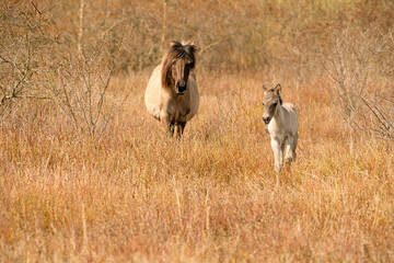 Mare and foal konik horses in a nature reserve, They walk in the golden reeds. Black tail and cream hair © Dasya - Dasya