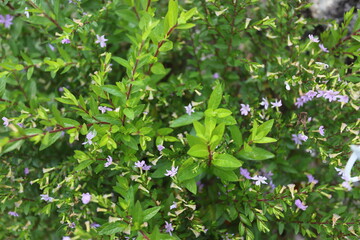 Trees in the garden of Thailand