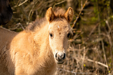 Head of a konik horse foal. The cute young animal looks straight into the camera. In the golden reeds © Dasya - Dasya