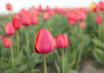 tulips in the valley of tulips