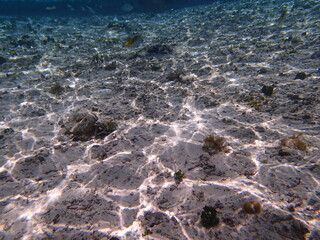 タヒチ　シュノーケリング