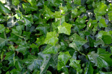 Green leaves natural background wallpaper . leaf texture. green leaves wall background