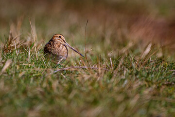 The common snipe - Gallinago gallinago is a small, stocky wader native to the Old World.