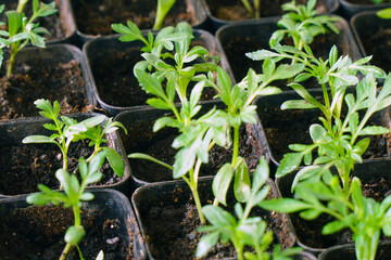 Rotating Young green seedlings in small pots
