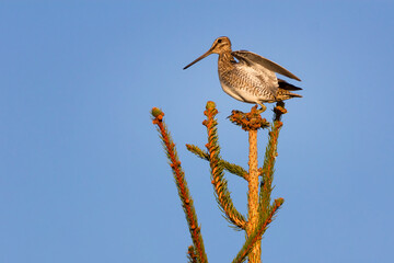 The common snipe - Gallinago gallinago is a small, stocky wader native to the Old World.