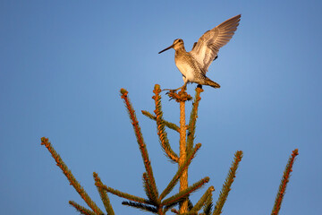The common snipe - Gallinago gallinago is a small, stocky wader native to the Old World.
